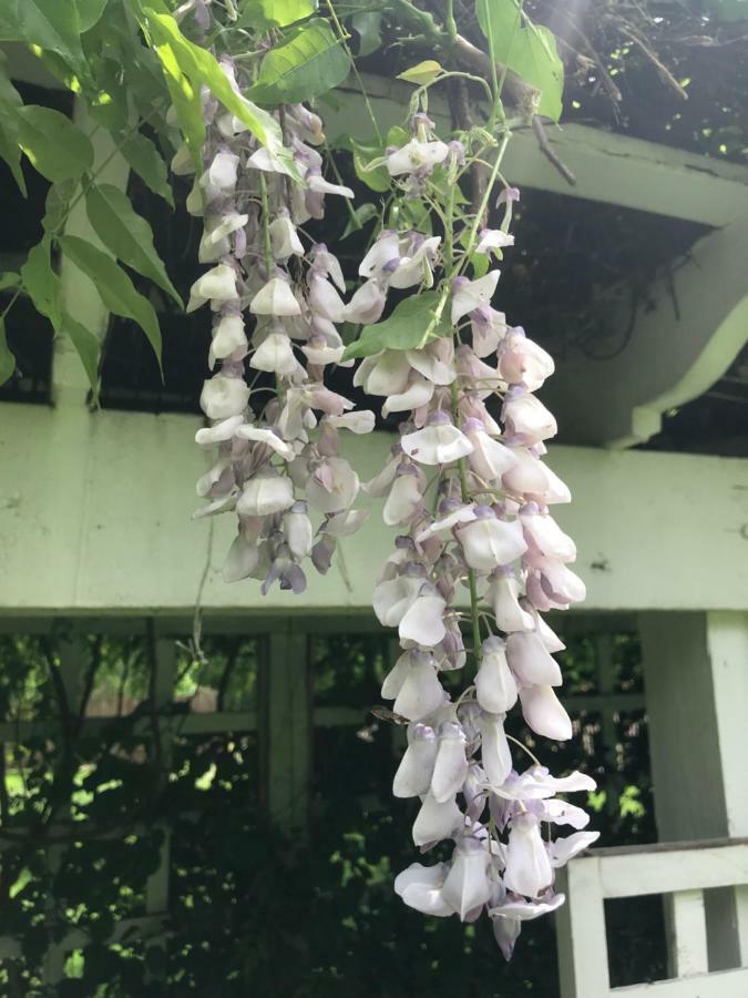 Wild Wisteria Bed & Breakfast Chadds Ford ภายนอก รูปภาพ